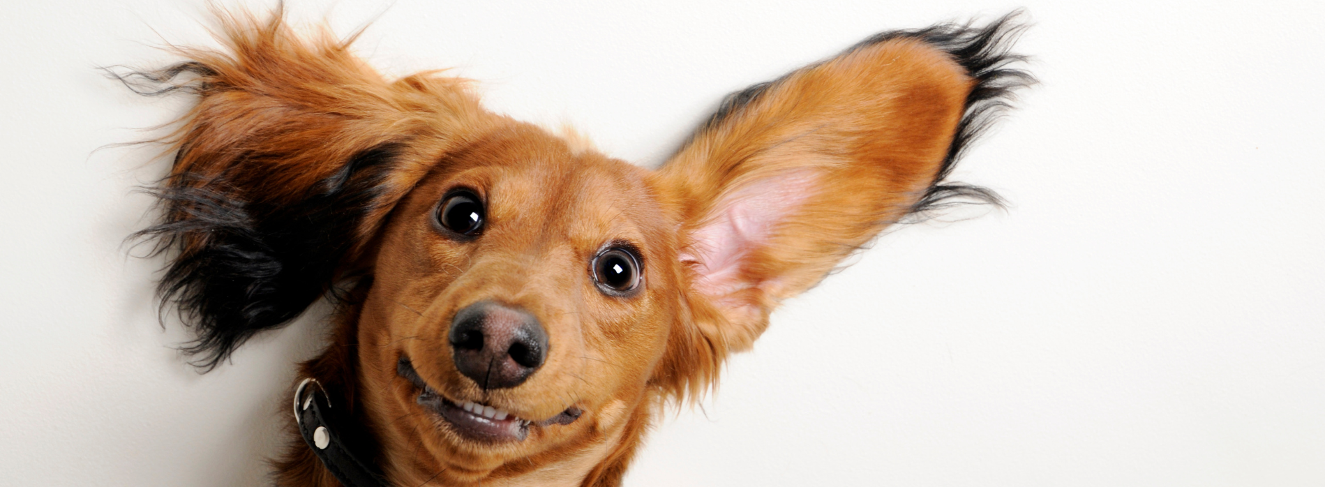 come pulire le orecchie del cane