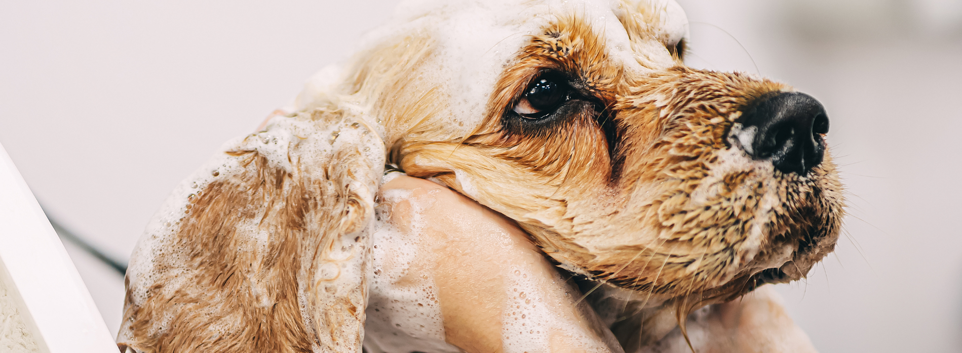 Lavare il cane con l'aceto è inutile, se vuoi che sia davvero pulito